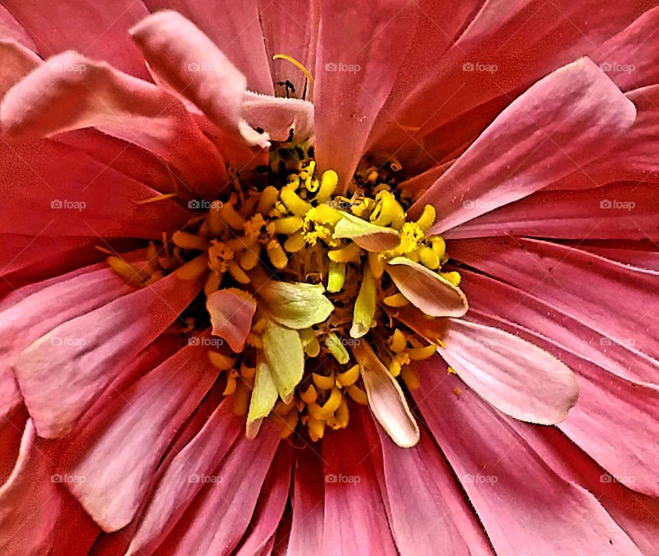 Flower, Nature, Pollen, Flora, Summer