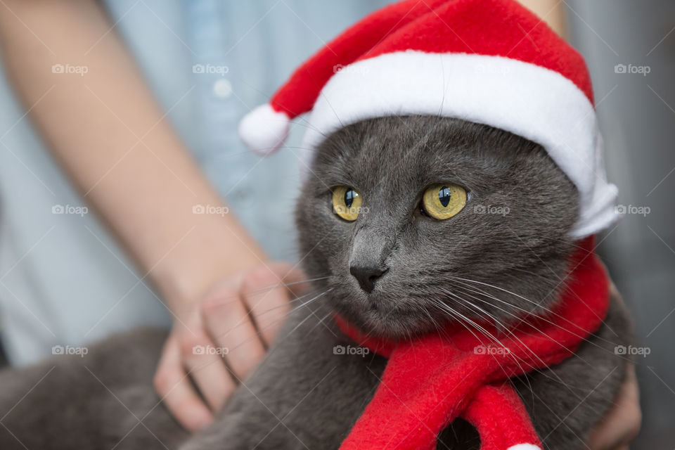 Christmas cat