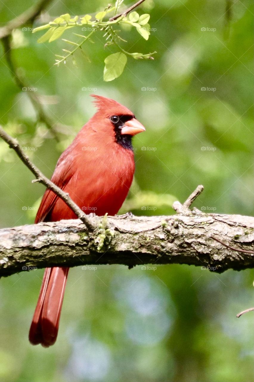 Northern Cardinal perched on a branch 