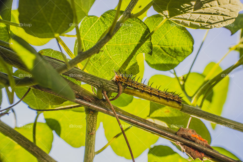 orange caterpillar on a twig