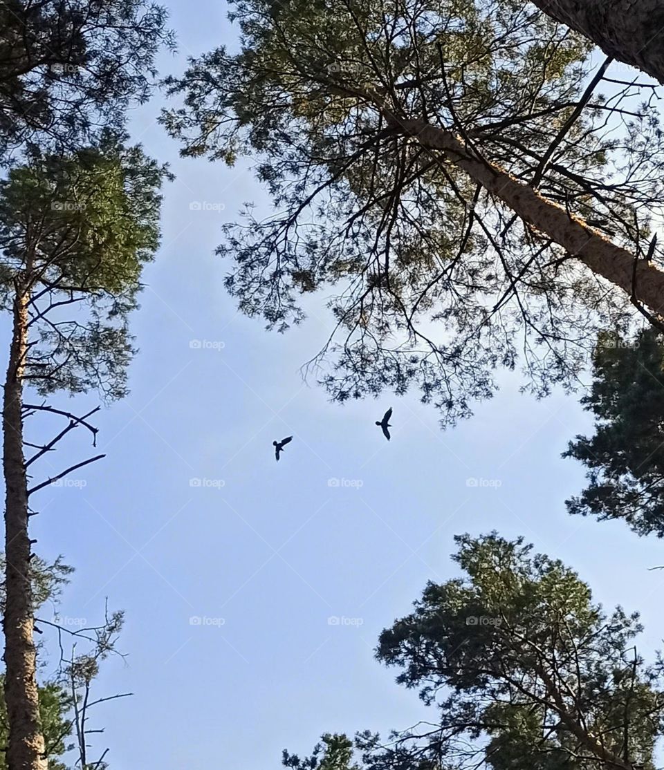 look up. crows in the sky