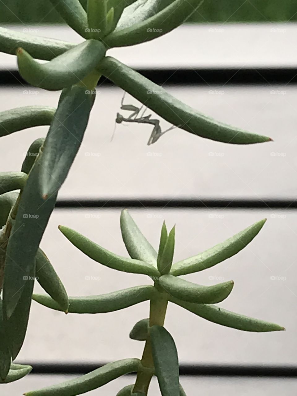Baby praying mantis climbing succulent plant. 