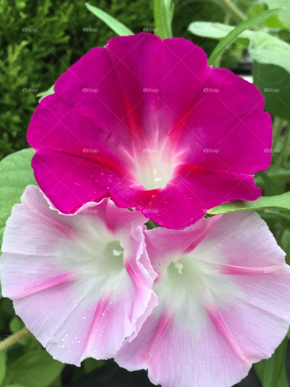 Three flowers. Three pink flowers in my home