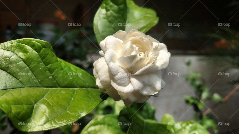 Flor Branca