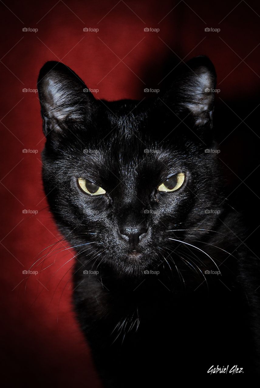 Black Cat. Black cat portrait 