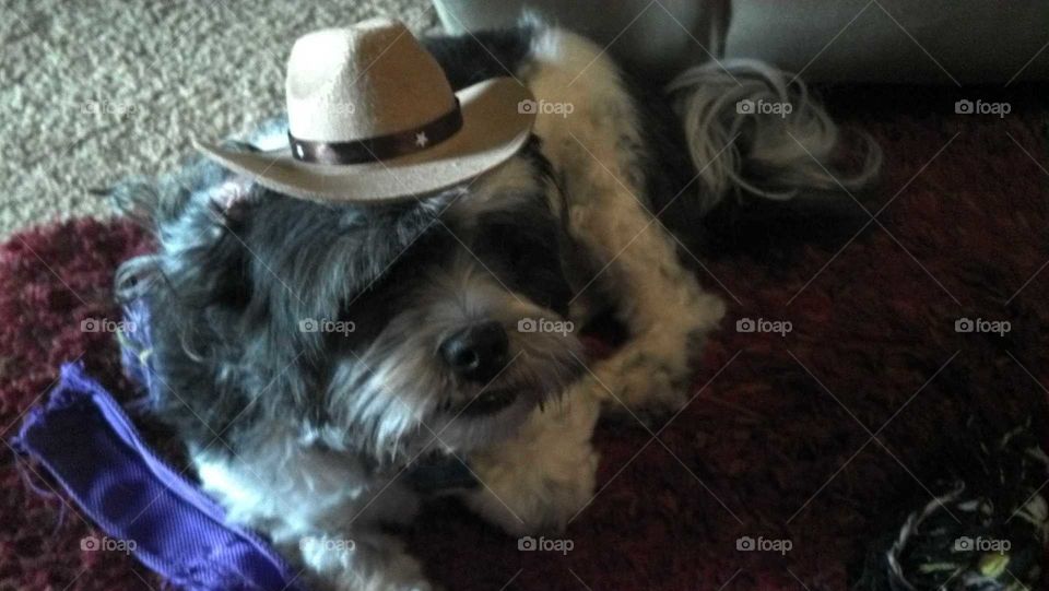 dog wearing cowboy hat