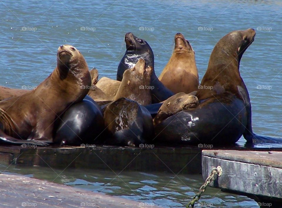 Sea lions barking at Pier 39 in San Francisco, California, on fisherman‘s wharf