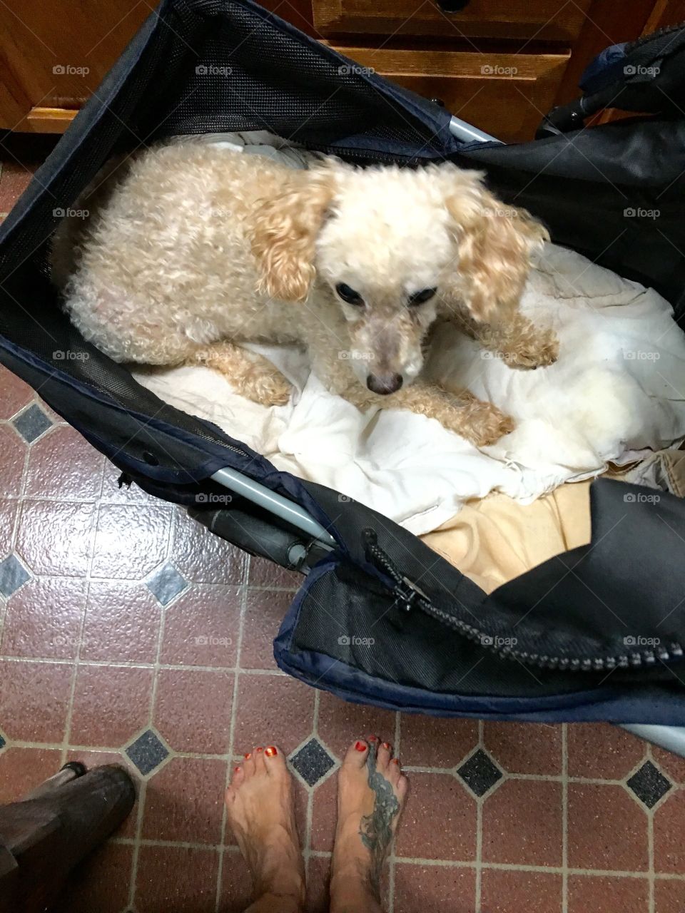 Poodle in his dog carriage so he's near me, he's old!