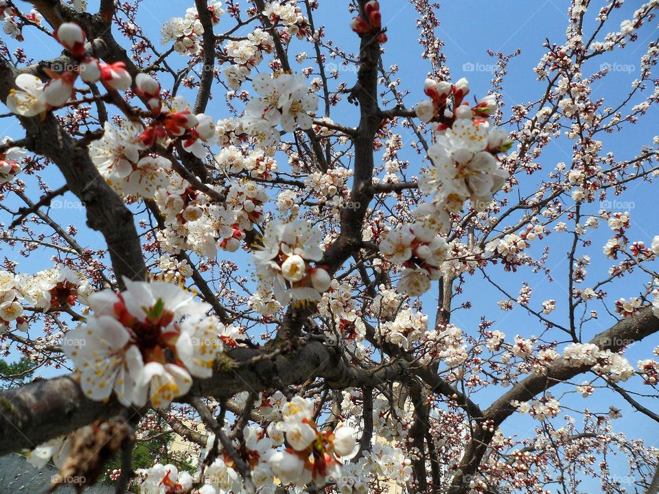 spring tree color apricots