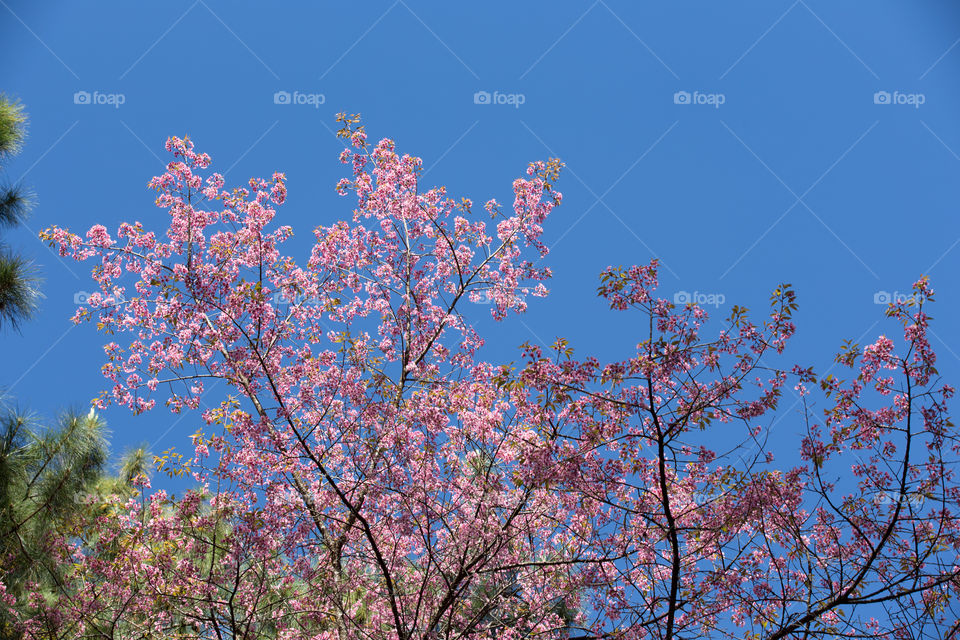 Sakura flower in Thailand 