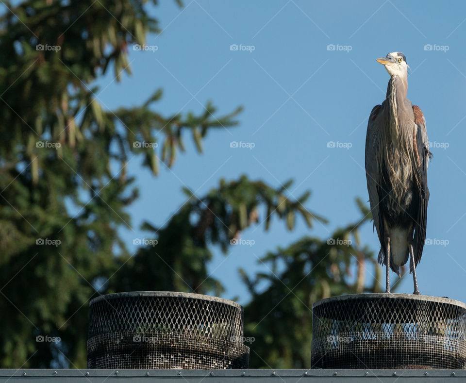 Blue Heron on the roof