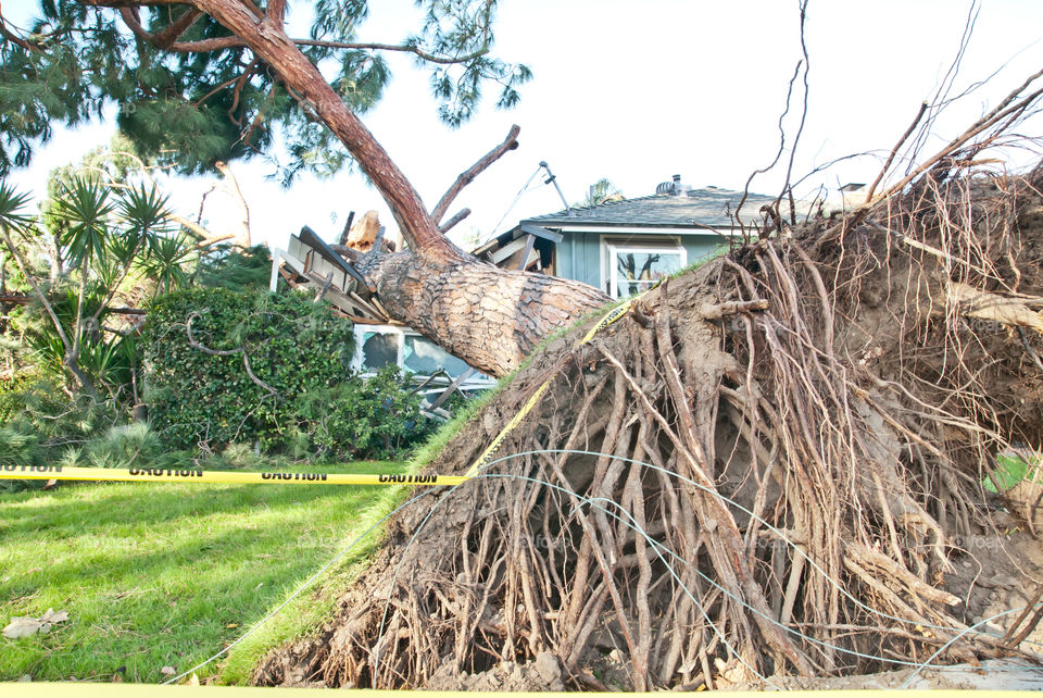 Tree fell on house due to intense wind storm