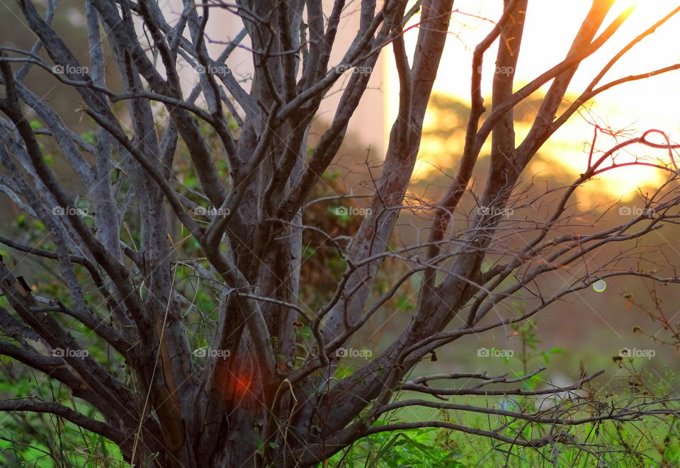 Another shot of sunrise taken at the front garden of my dorm in Jakarta. Another beautiful angle of shooting in my opinion.