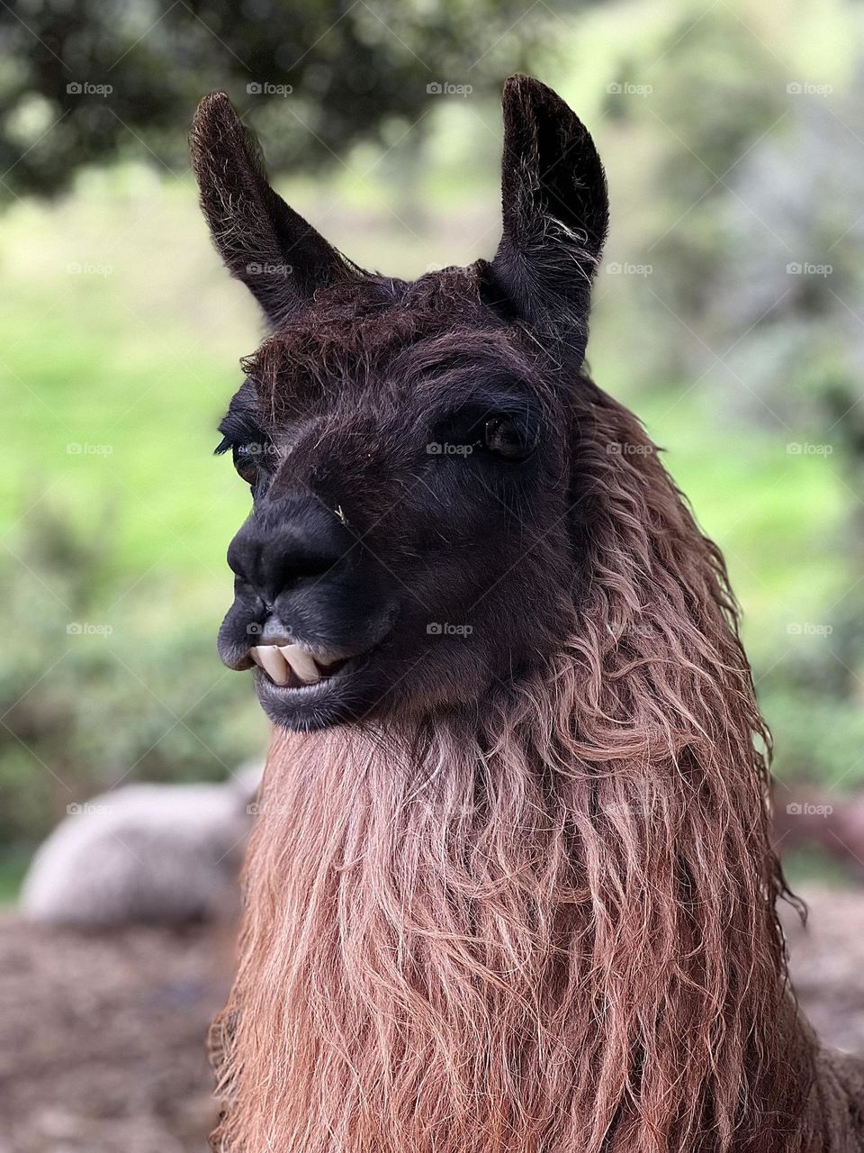 Llama 