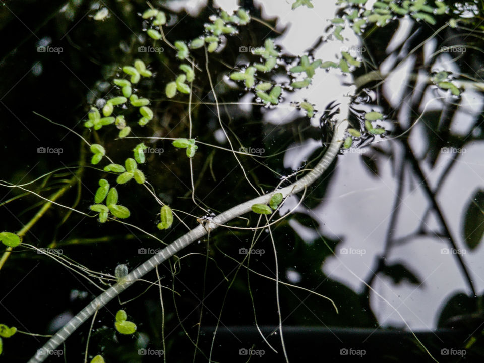 aquatic plant