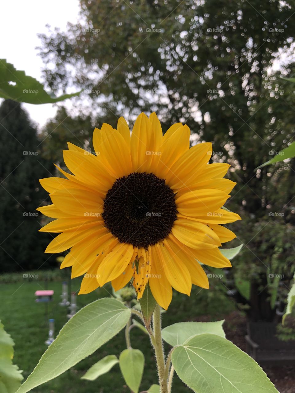 A beautiful sunflower in the autumn weather.