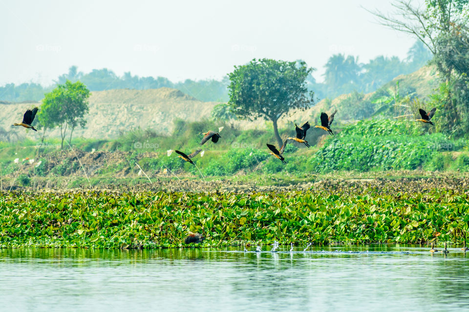 Flock of Cormorant migratory birds flying in wetland of Chupir Chor oxbow lake (Damodar and Ganges river with tropical lush of Gangetic plains) in Purbasthali Bird watching place, West Bengal India.