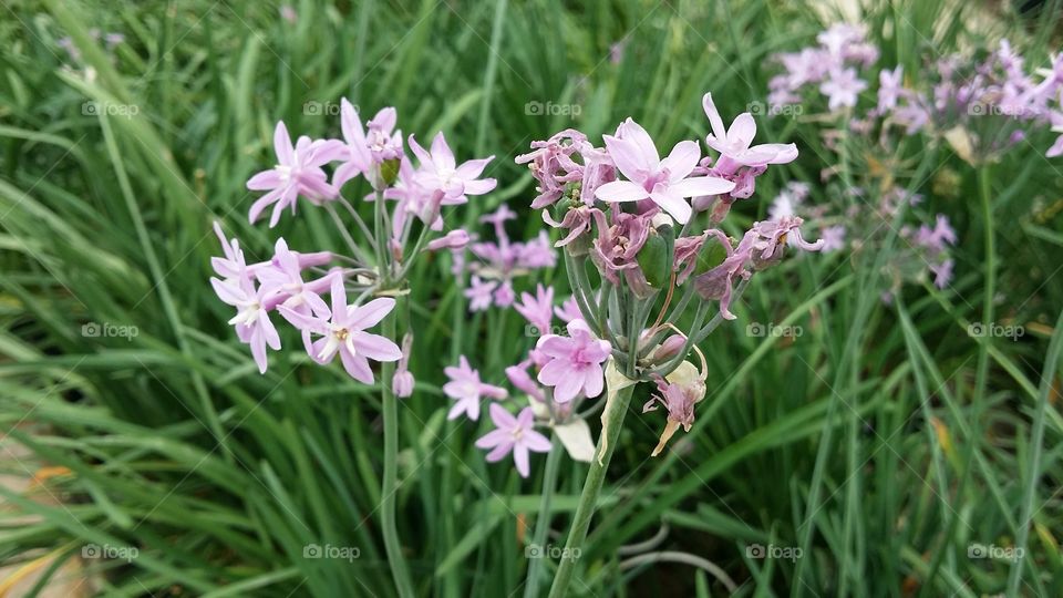 Pink flowers