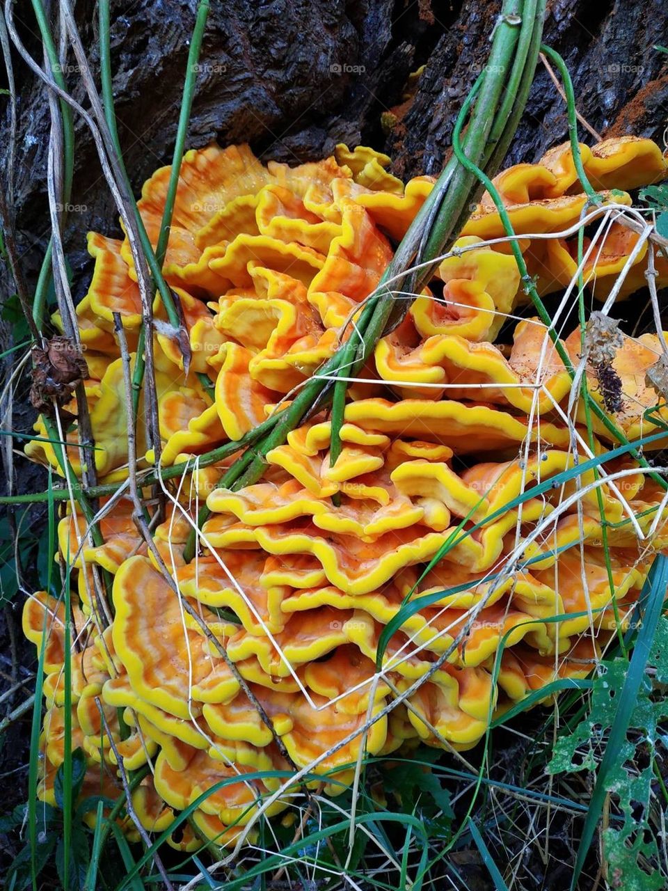 Laetiporus sulphureus mushrooms, bracket fungus. Fungi grows on tree. Yellow, orange crab-of-the-woods, sulphur polypore, sulphur shelf, chicken-of-the-woods. Good luck huge wild mushrooms findings. Healthy food harvesting