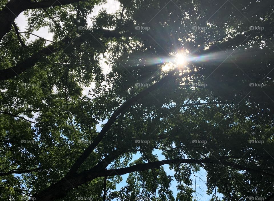 Sun peaking through a tree