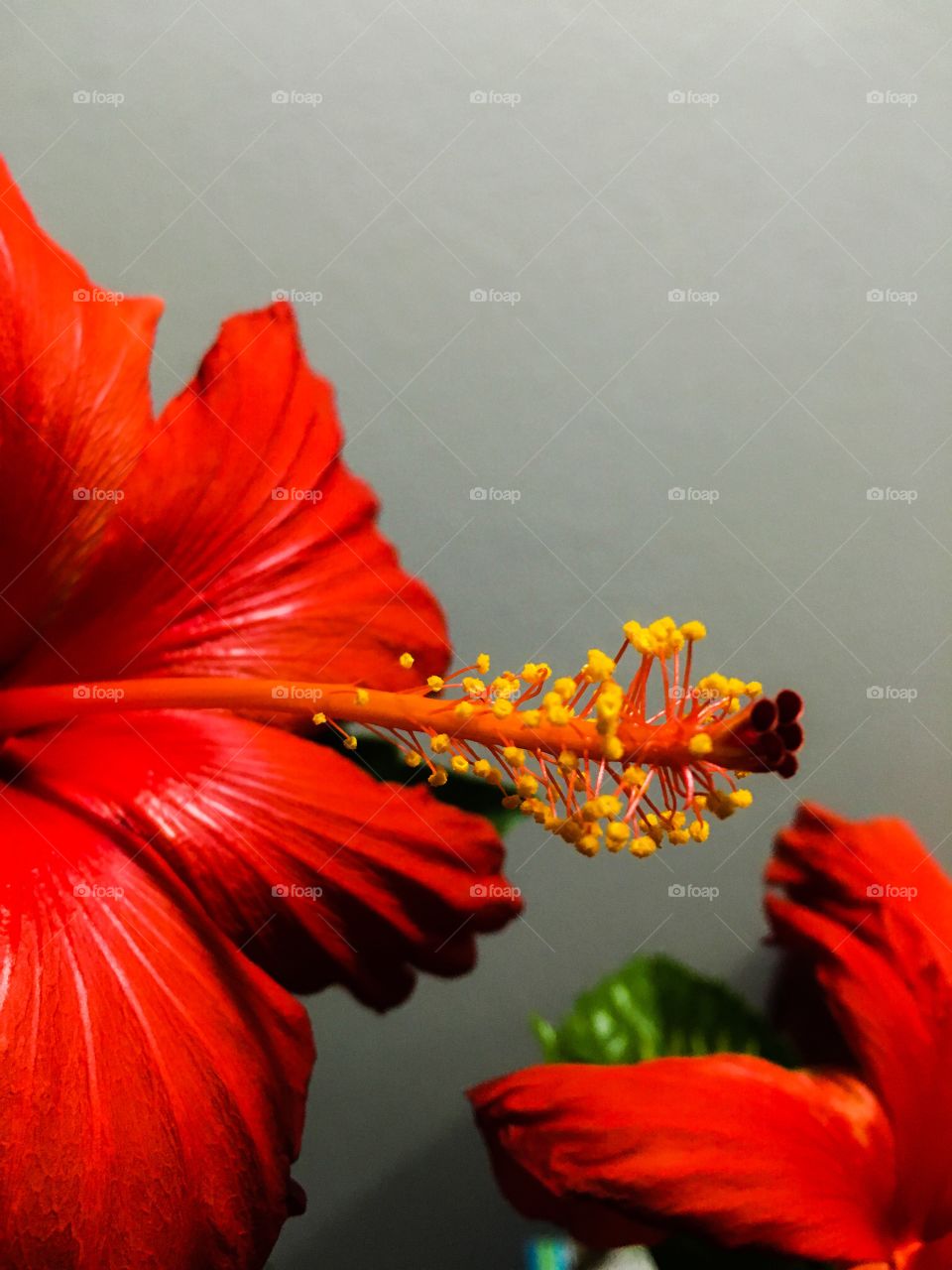 Hibiscus