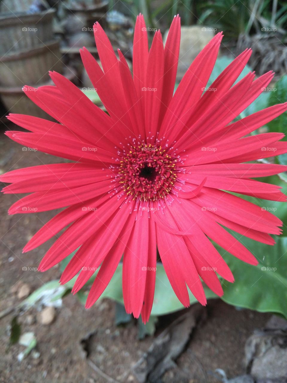 Beautiful red flower