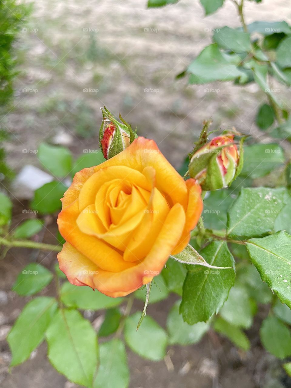 Orange rose 