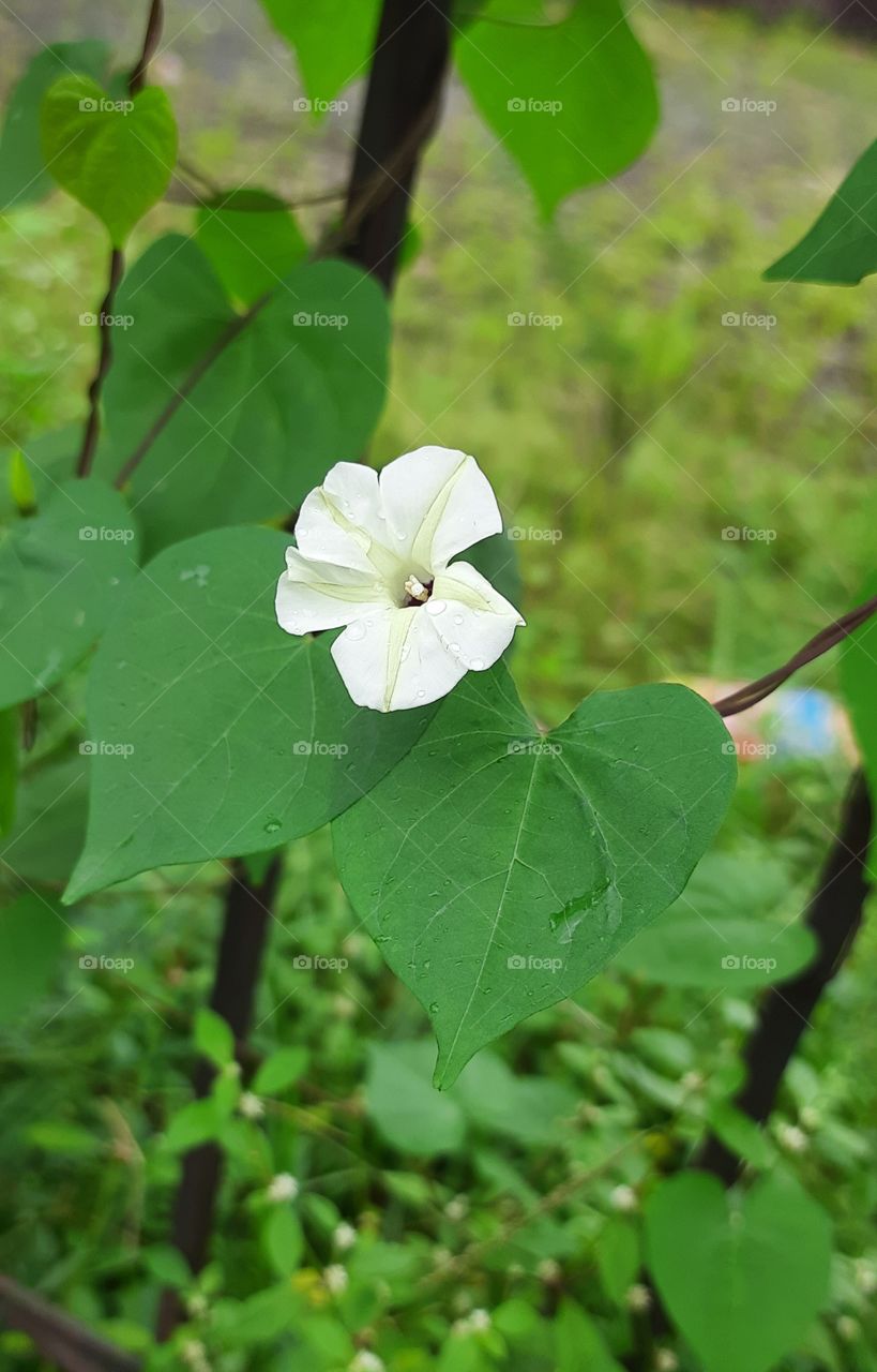 Portrait of a plant