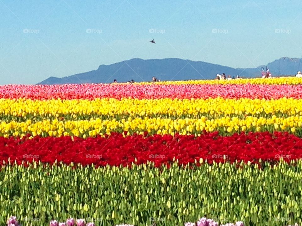 Tulip fields