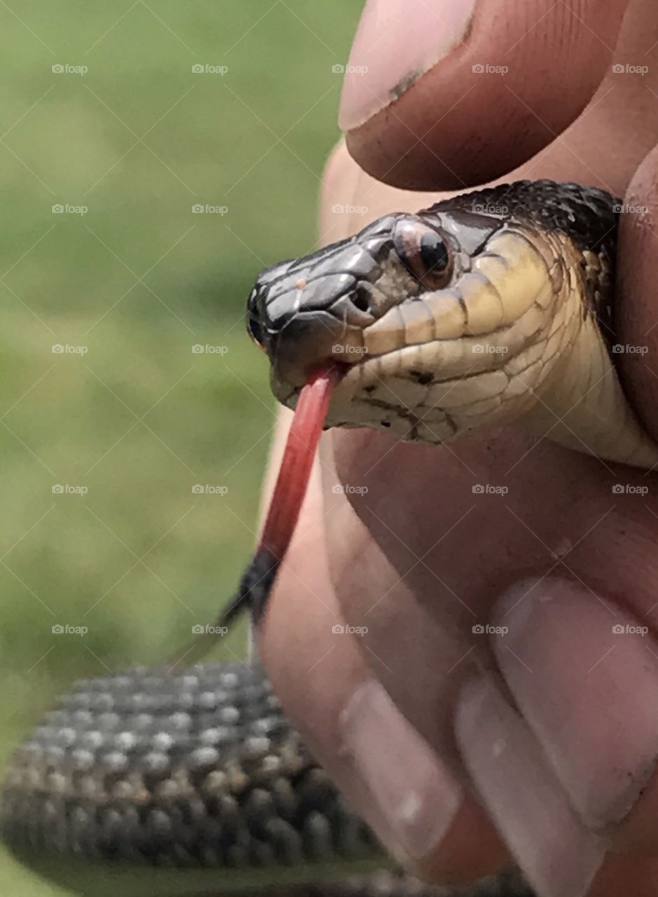 Garter Snake 