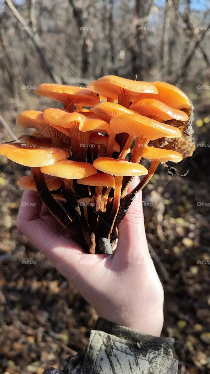 Orange cap winter mushrooms Flammulina velutipes in hand. Wild harvested fungi. Edible mushrooms foraging in the forest. Healthy food, medicinal mushroom. A lot of mushrooms. Beautiful forest finding. Fungus close up, 9:16
