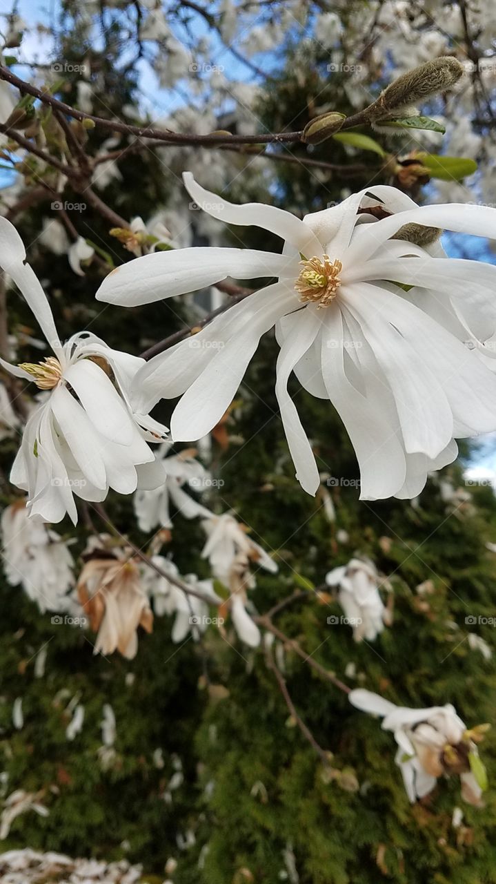 white spring