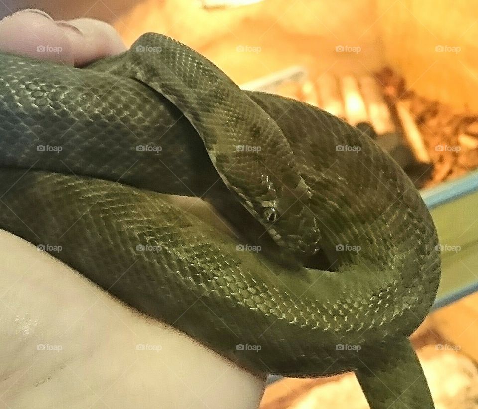 Children's python