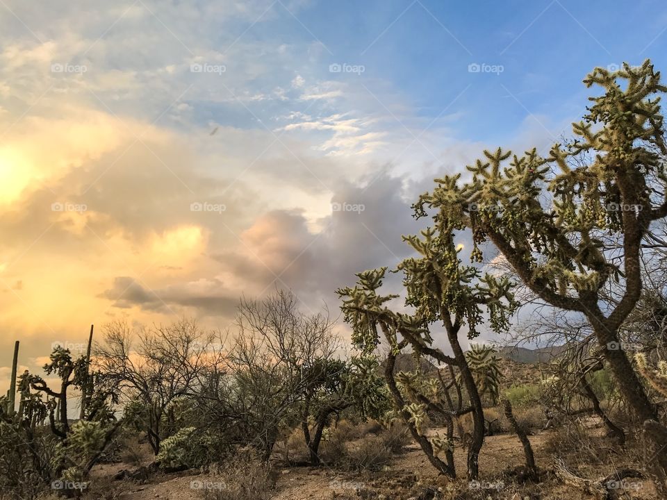 Desert Landscape 