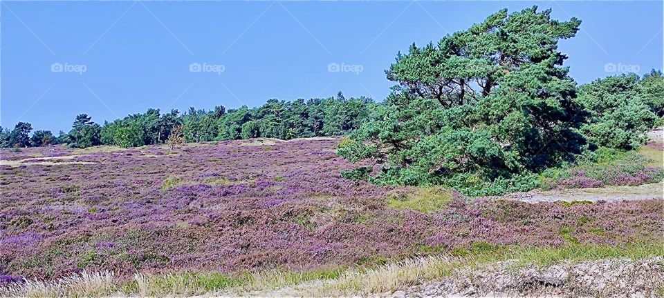 This meadow on the outskirts of the forest covered in clover on the island “Hiddensee” in “Mecklenburg - Western Pomerania”, Germany is dry during the long hot months of summer. 2024. Hypnotic Productions