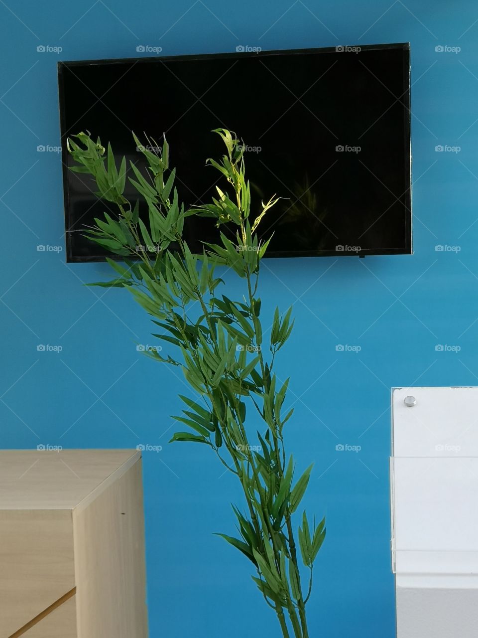 TV and plant