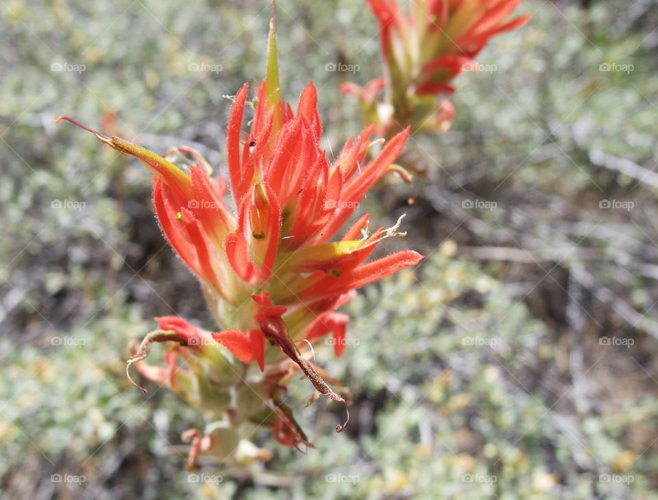 A detailed closeup of the bright red petals of wild Indian Paintbrush high in the mountains of Central Oregon on a sunny summer morning. 