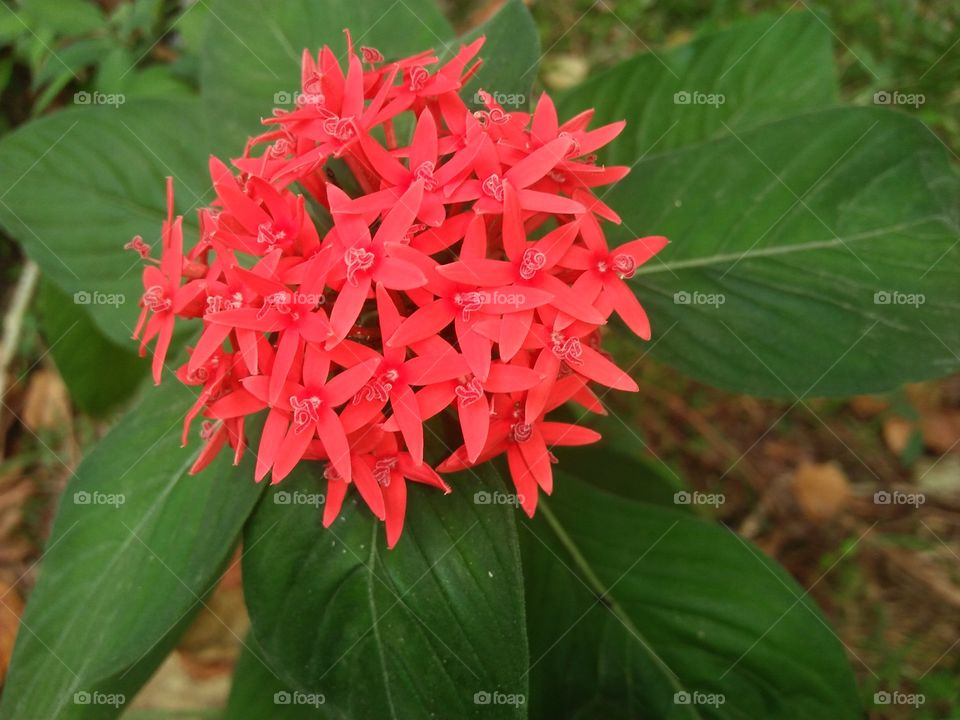 red leaf  flower