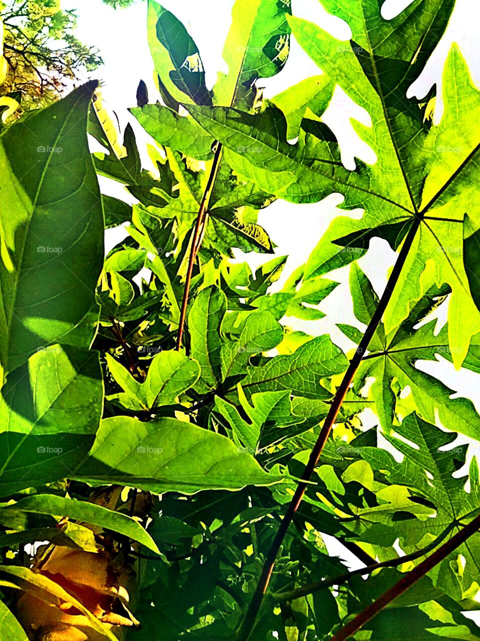 Papaya tree. Looking up through the canopy of a papaya tree.