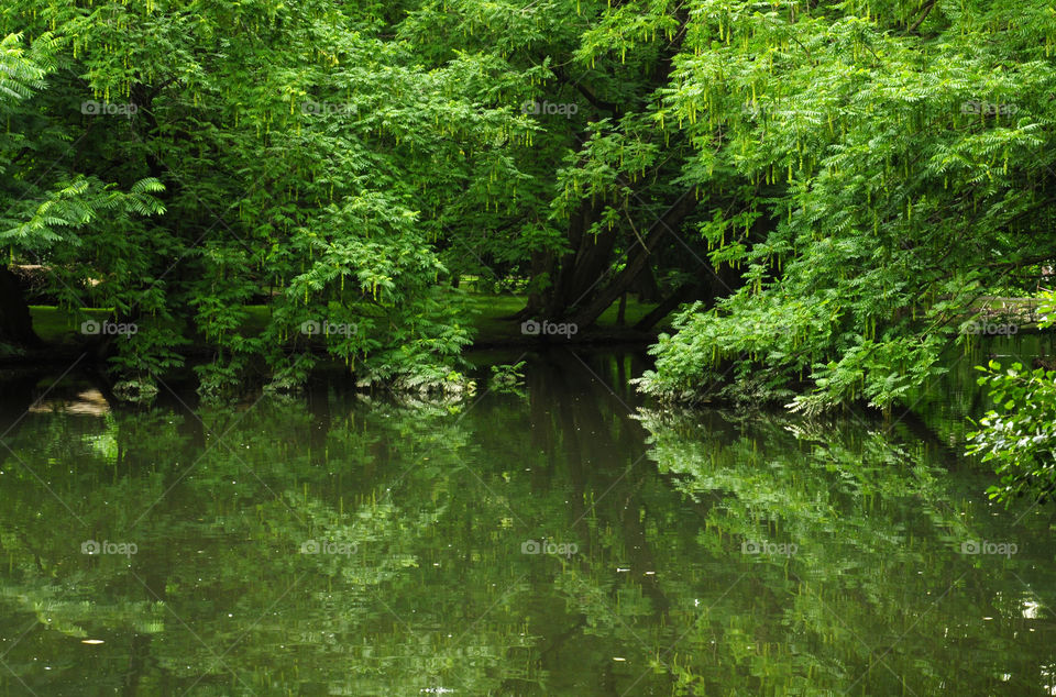 Forest reflecting on idyllic lake