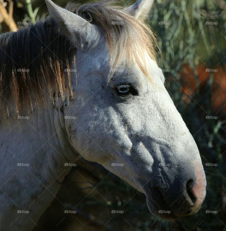 Wild Blue-eyed Stallion in Forest