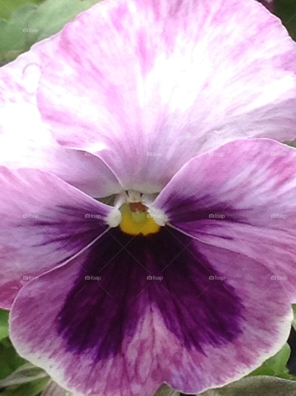 Beautiful pansy flower blooming in Spring.