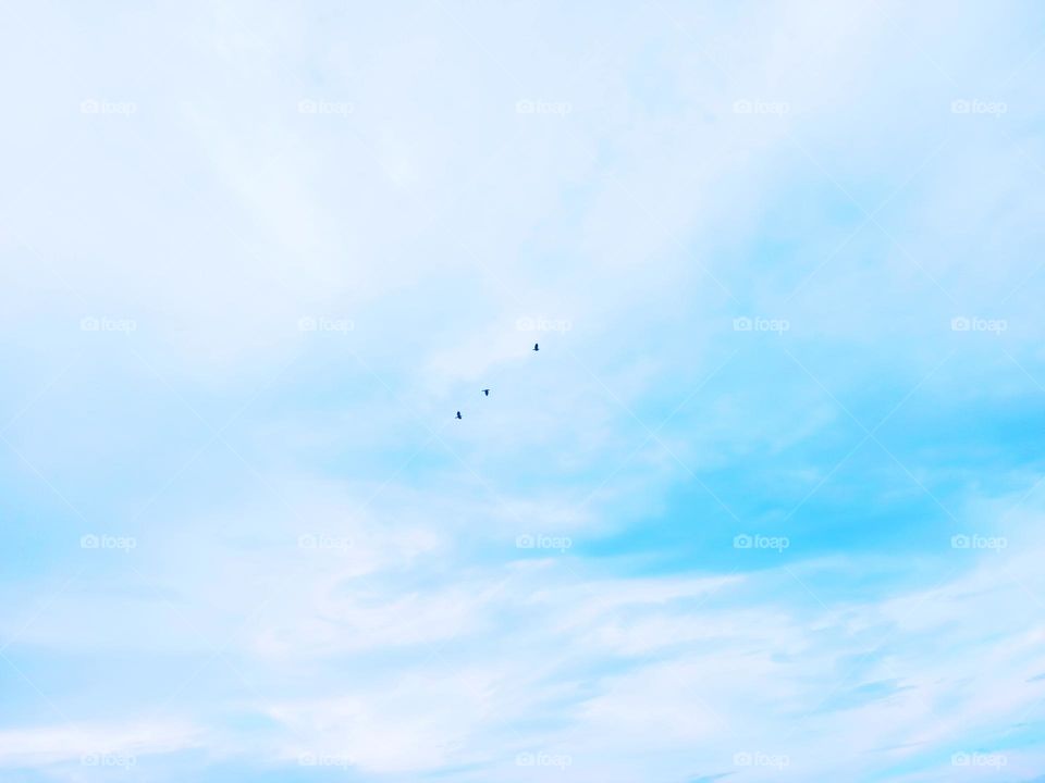 "In perfect harmony, three crows fly together, their forms stark against the blue expanse."
Authentic moments, captured as life unfolds, naturally🕊️