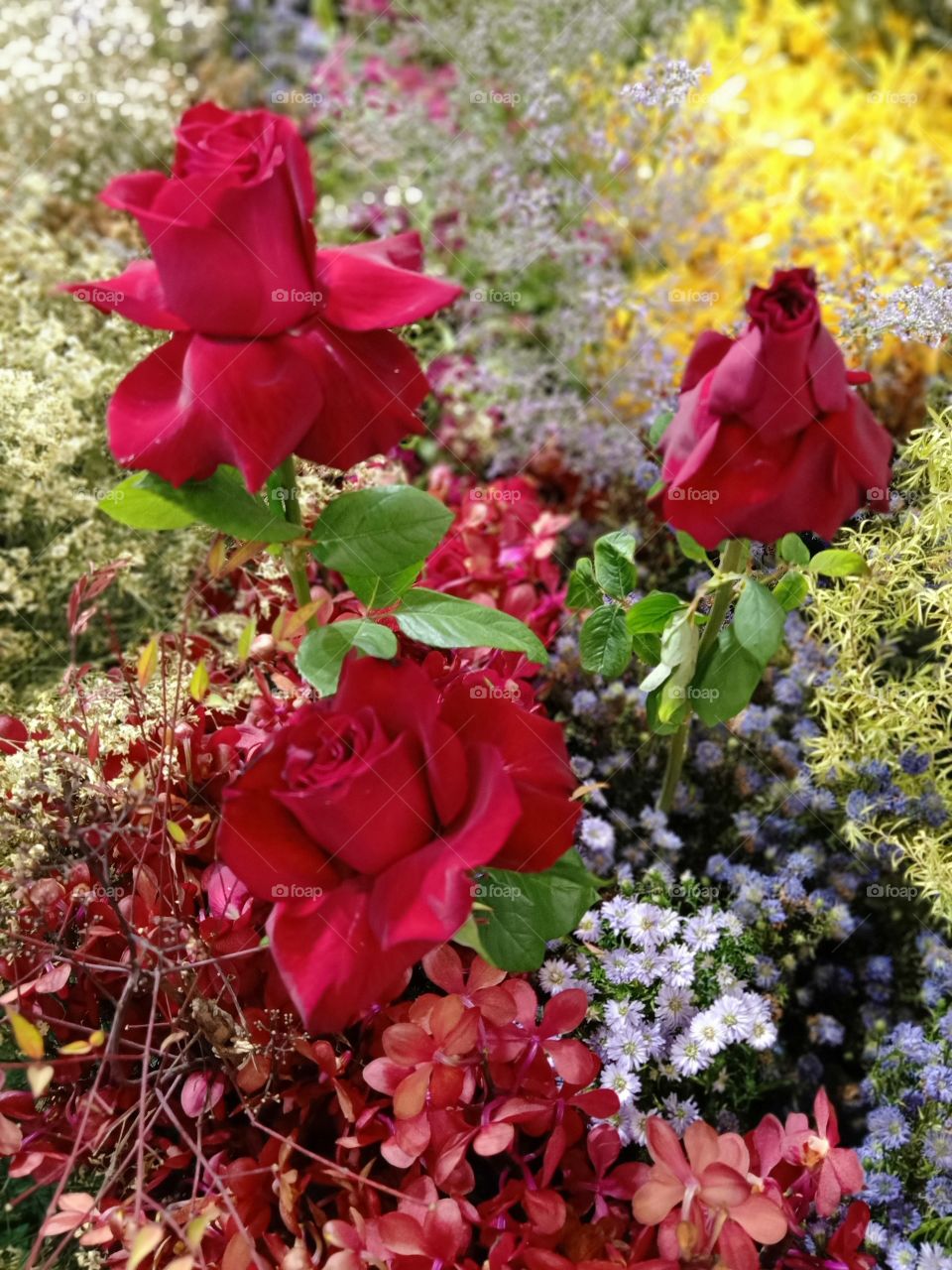 Beautiful red roses