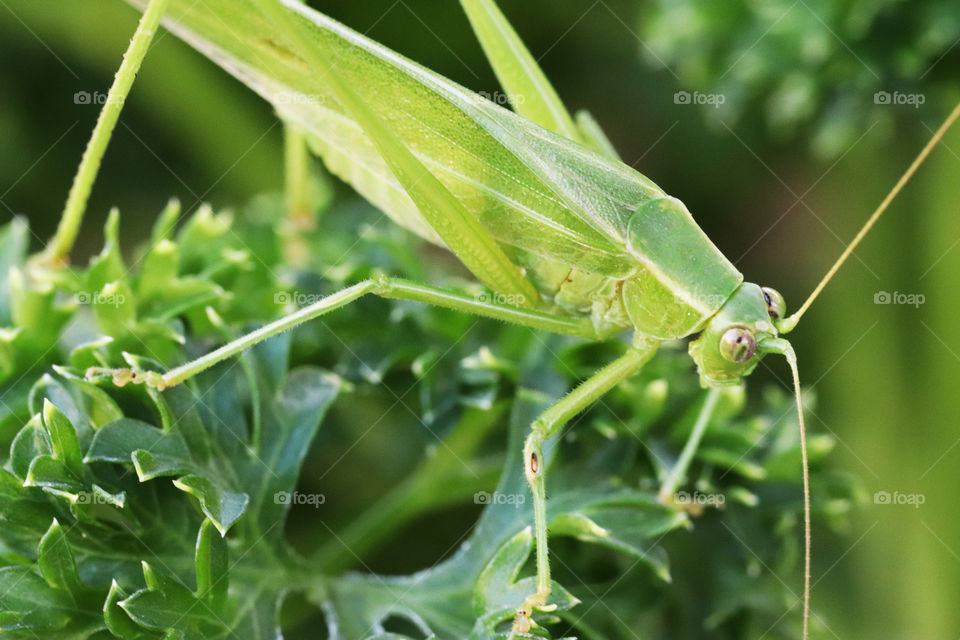 Green grasshopper on parsley