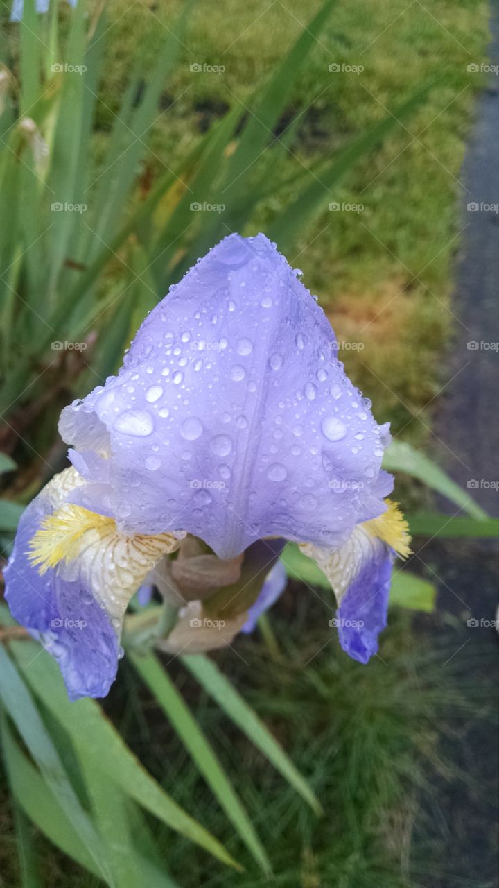 Iris