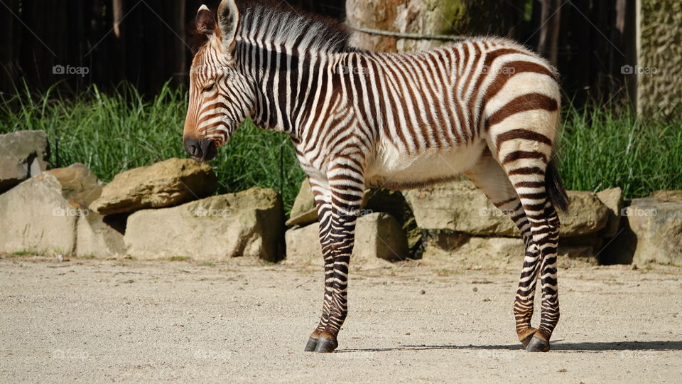 Zebra.