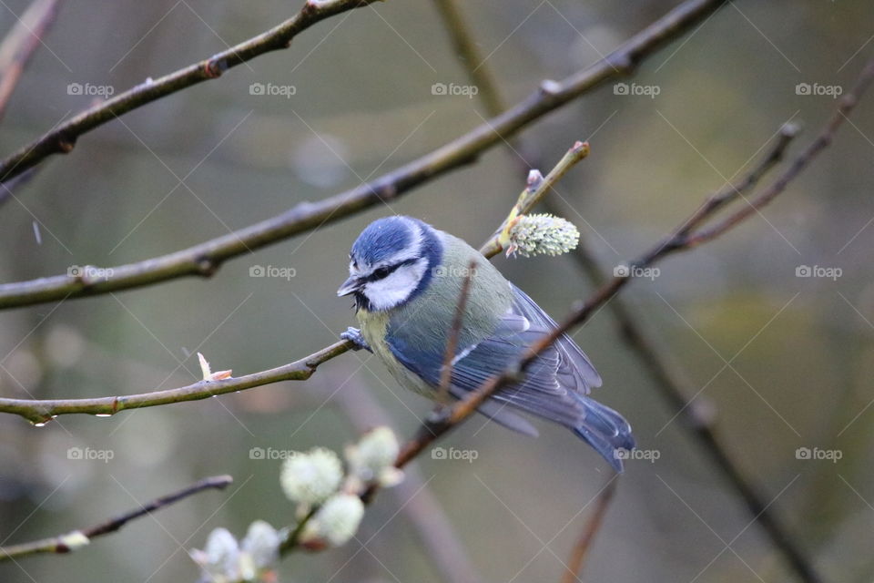Blue Tit