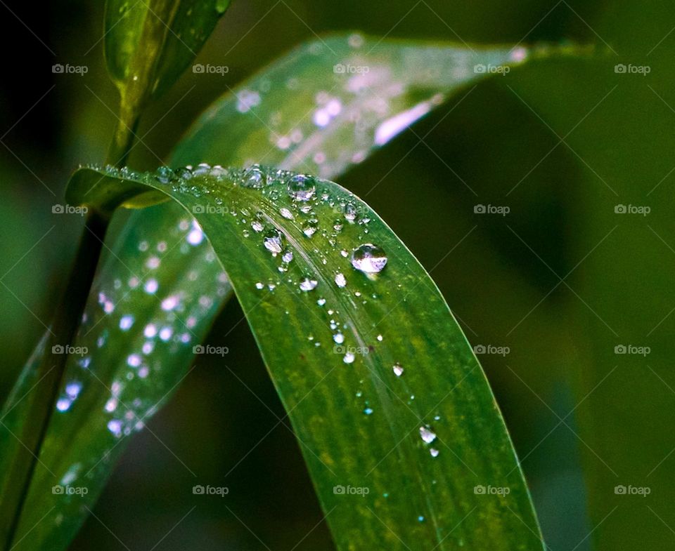 Rain water - Liquid - Closeup