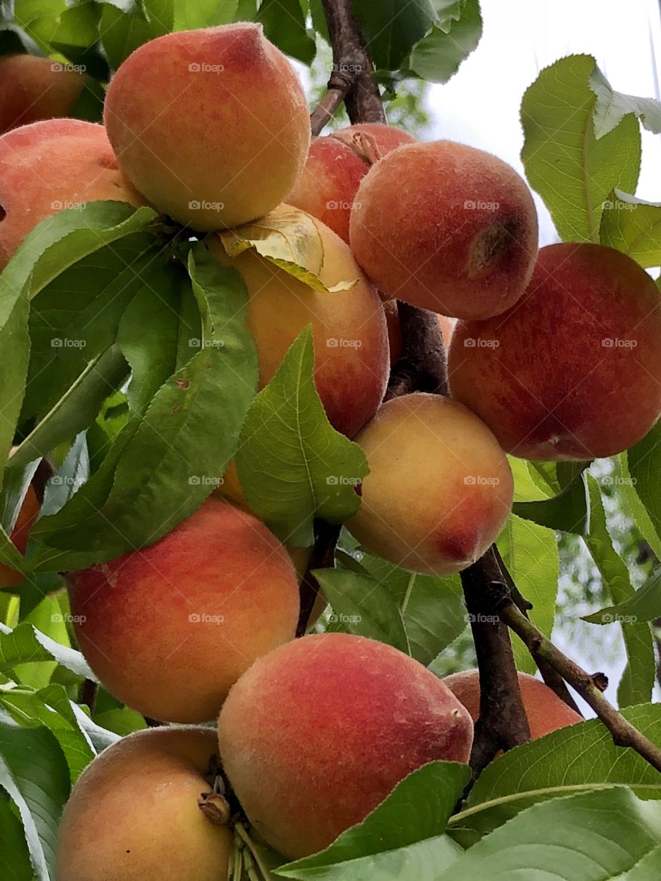 Swollen with delicious juices, these fresh peaches are blushing to signal ripeness and ready to savor till their juices overflow down your chin.